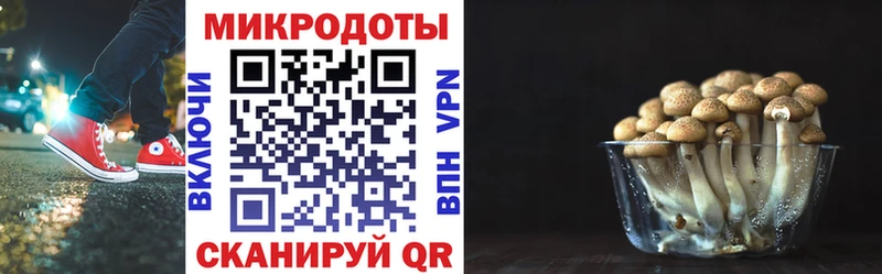 закладка  Зея  Псилоцибиновые грибы Cubensis 